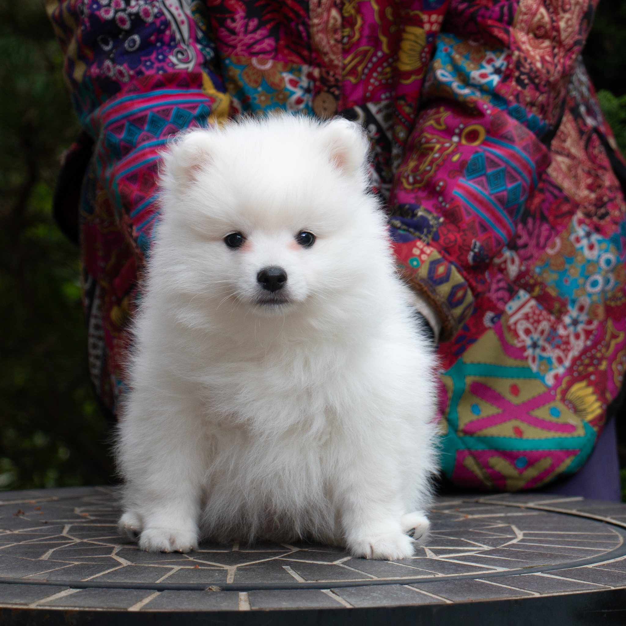 Plushlandia Lucky of Icehill (samec) – japonski špic mladiček