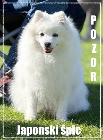 Japonski špic – opozorilna tabla 1400